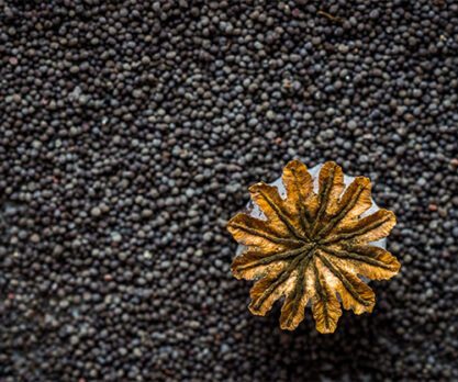 פרג טחון ללחם ועוגות